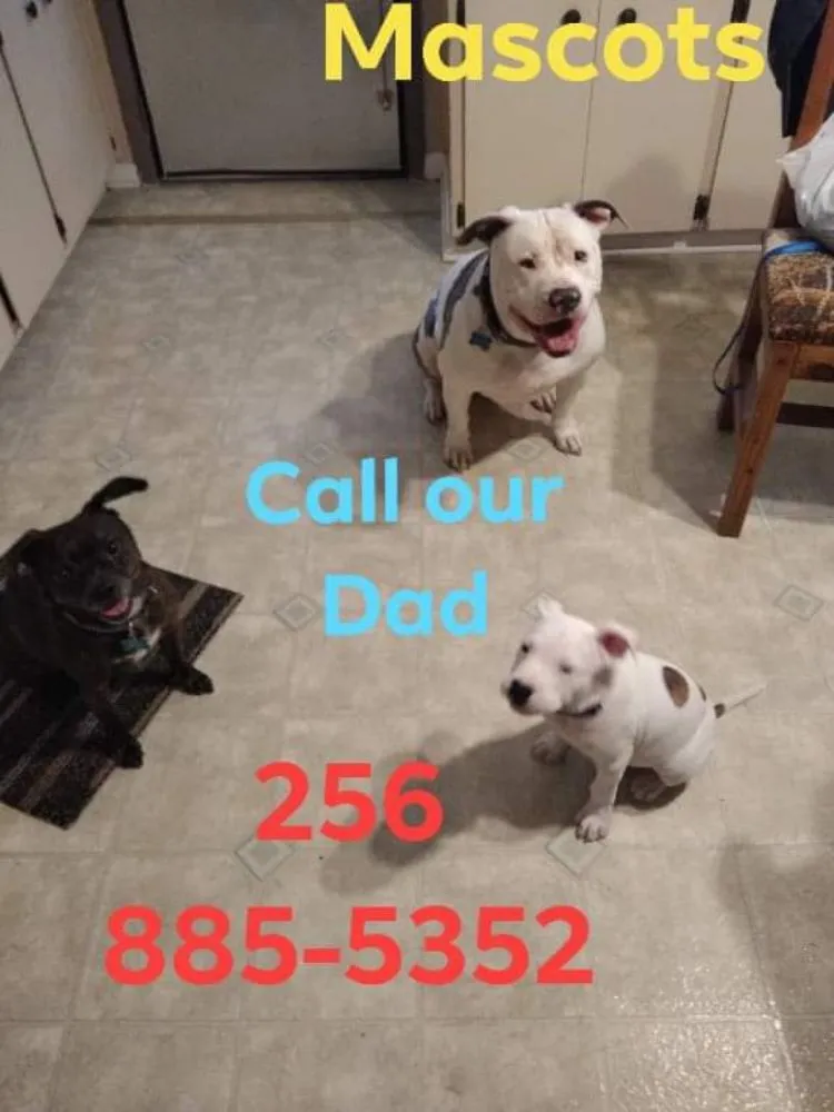 Trusted outdoor landscaping for homes across Decatur, AL - Diamond Tree Service