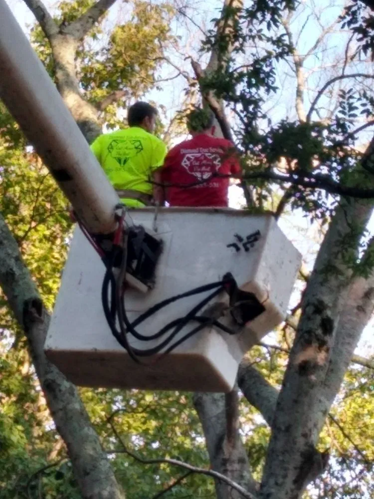 Local landscape design in Decatur, AL by Diamond Tree Service