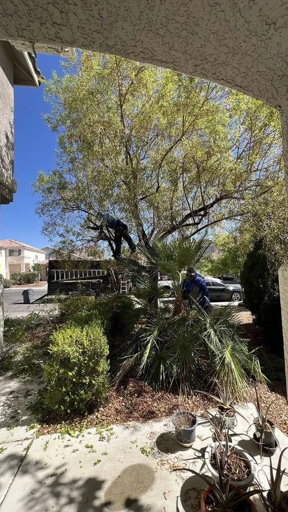 Top-rated yard cleanup service experts serving Las Vegas, NV - Diamond Tree Service
