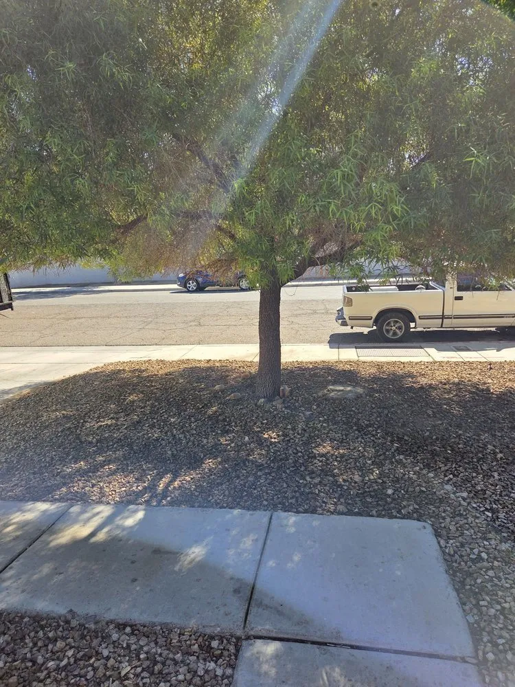 Reliable outdoor landscaping with custom design in Las Vegas, NV by Diamond Tree Service