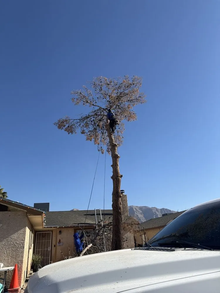 Affordable lawn mowing service for outdoor upgrades across Las Vegas, NV - Diamond Tree Service