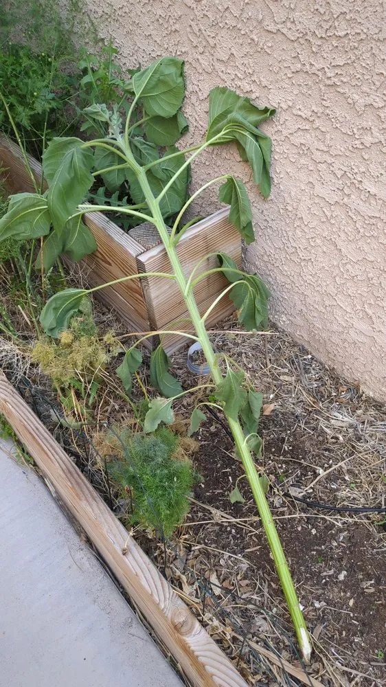 Top-rated garden landscaping with custom design across Las Vegas, NV - Diamond Tree Service