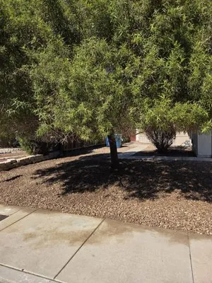 Diamond Tree Service Logo