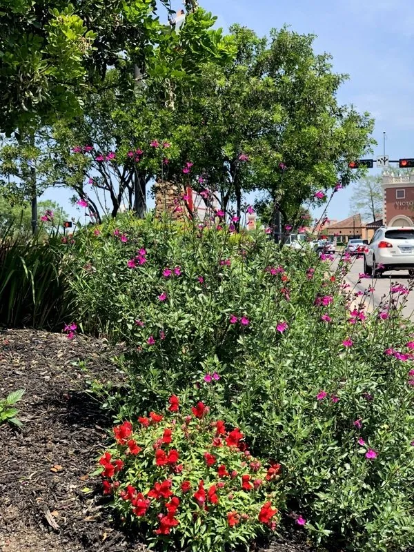 Affordable lawn care service in San Marcos, TX - Diamondback Landscaping