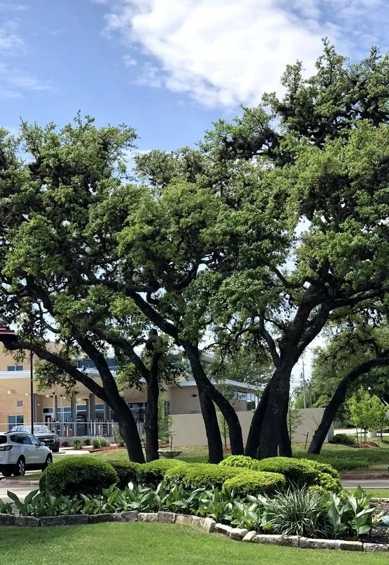 Local lawn care service in San Marcos, TX - Diamondback Landscaping