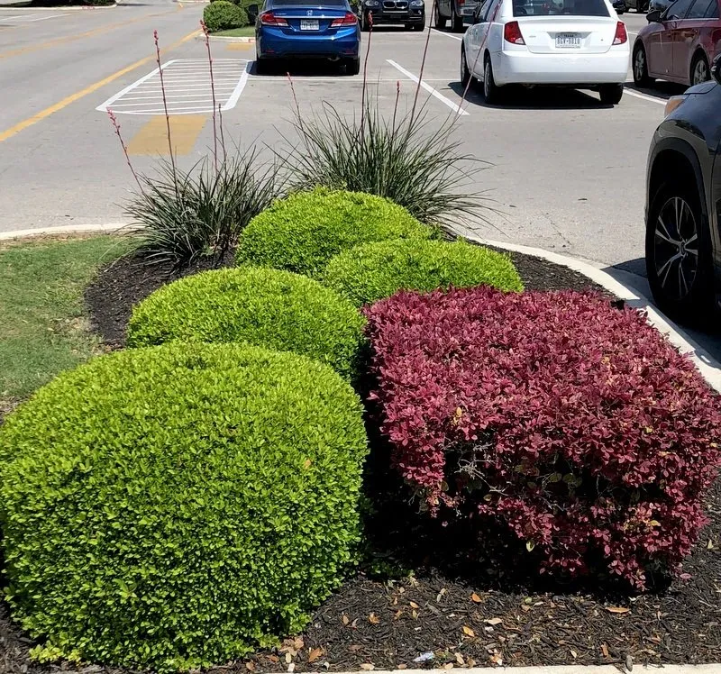 Expert outdoor landscaping for beautiful yards across San Marcos, TX - Diamondback Landscaping