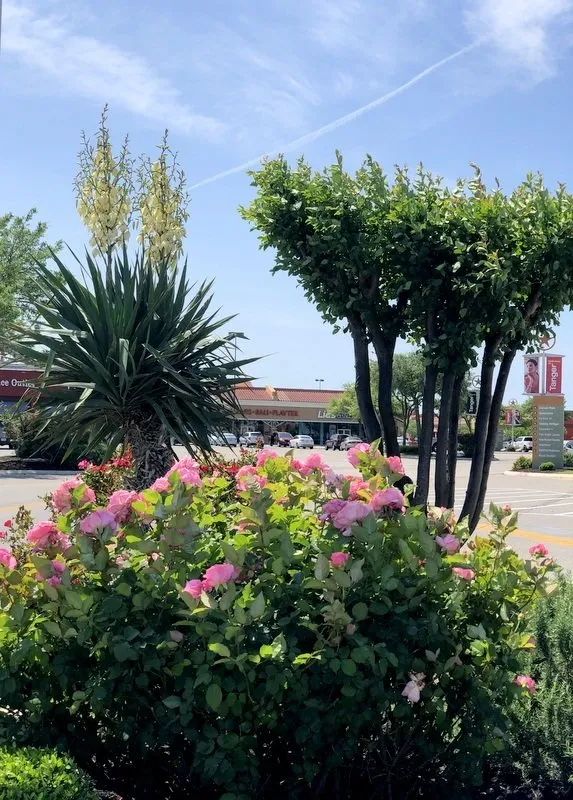 Top-rated outdoor landscaping for outdoor upgrades in San Marcos, TX by Diamondback Landscaping