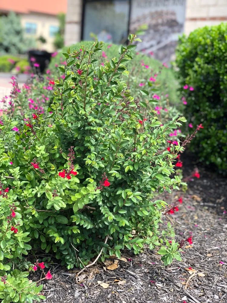 Expert outdoor landscaping for beautiful yards across San Marcos, TX - Diamondback Landscaping