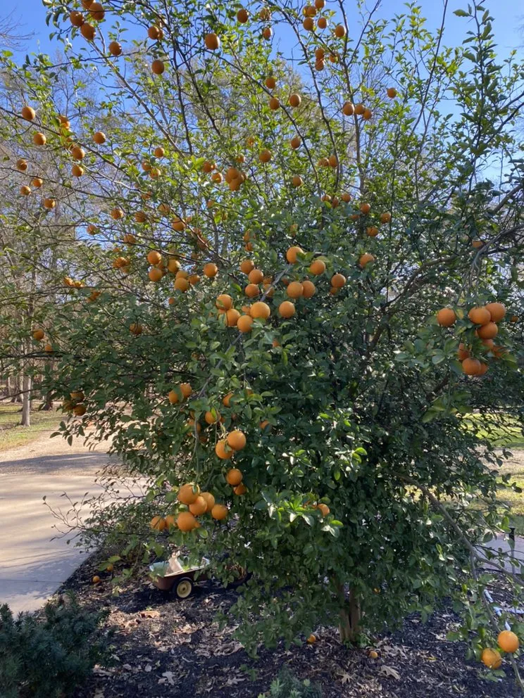 Local landscape installation near you in Montgomery, TX by Diamondback Service Management