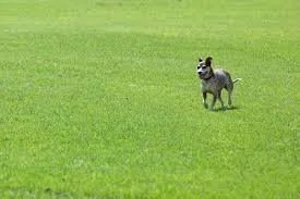 Expert outdoor landscaping for residential properties in Richmond, VA by Diamondcutz Lawn Care