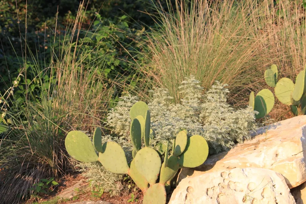 Professional landscape installation in Manchaca, TX by Diamondscape