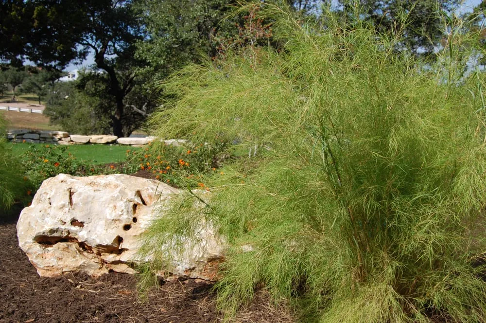 Local lawn mowing service with custom design in Manchaca, TX by Diamondscape