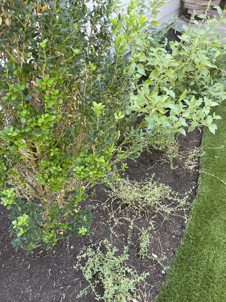 Expert landscape design for beautiful yards in Manchaca, TX by Diamondscape