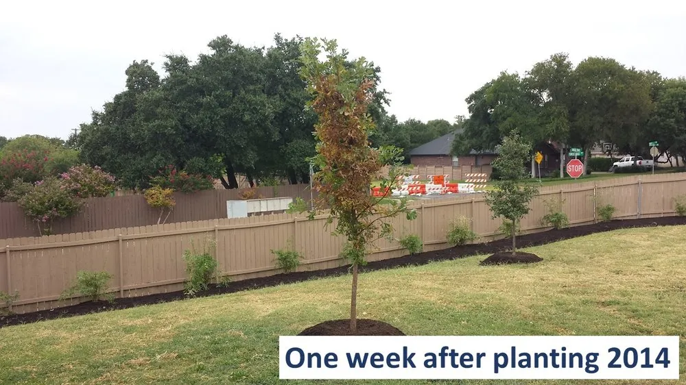 Local lawn care service for residential properties across Manchaca, TX - Diamondscape