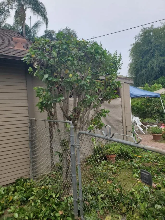 Trusted lawn mowing service in Pasadena, CA by Diaz Gardening & Landscaping