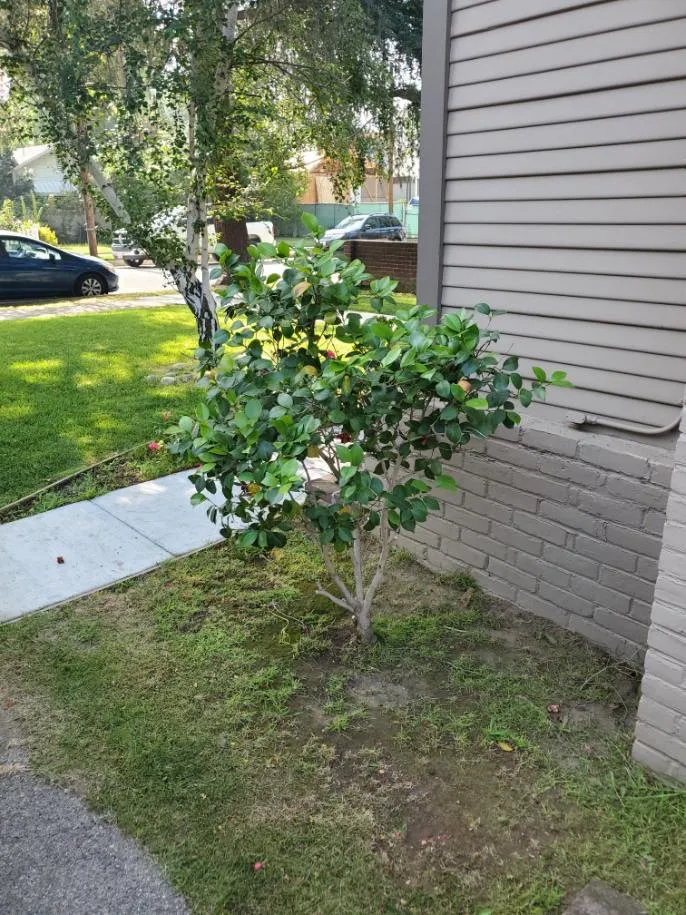 Custom residential landscaping in Pasadena, CA by Diaz Gardening & Landscaping