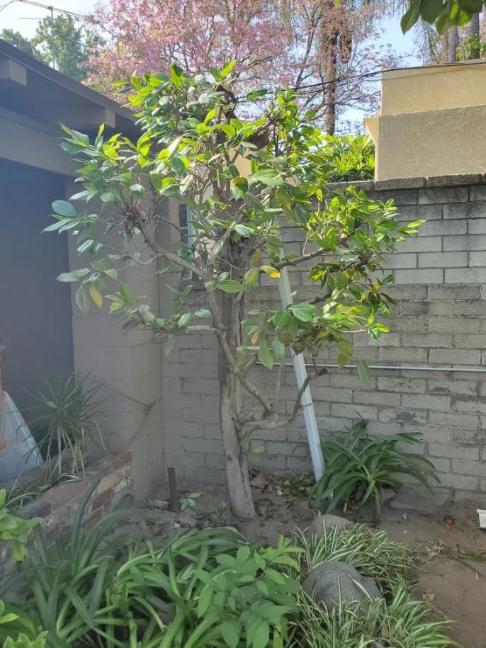 Local garden landscaping with custom design in Pasadena, CA by Diaz Gardening & Landscaping