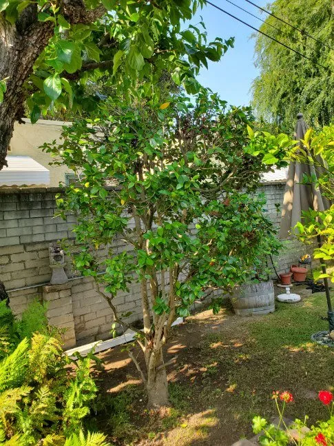 Custom lawn care service for outdoor upgrades across Pasadena, CA - Diaz Gardening & Landscaping