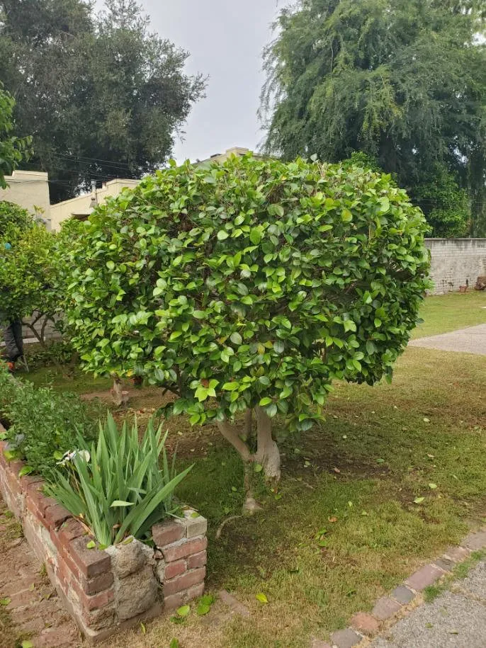 Trusted outdoor landscaping in Pasadena, CA by Diaz Gardening & Landscaping