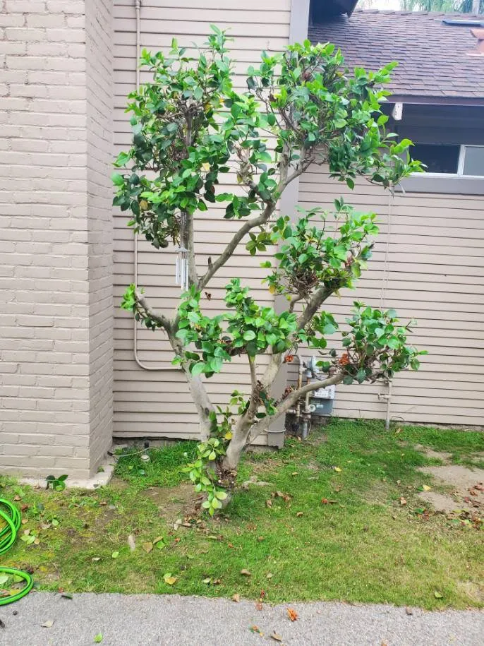 Trusted garden landscaping in Pasadena, CA - Diaz Gardening & Landscaping