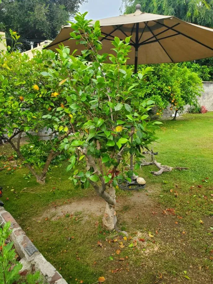 Expert yard maintenance for outdoor upgrades across Pasadena, CA - Diaz Gardening & Landscaping