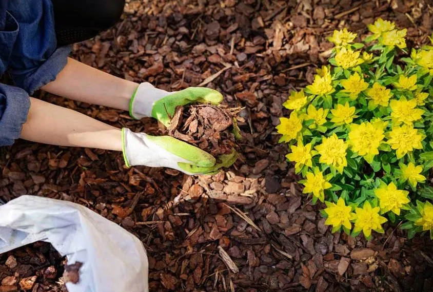 Affordable yard maintenance in Exeter, CA by Diaz Landscape