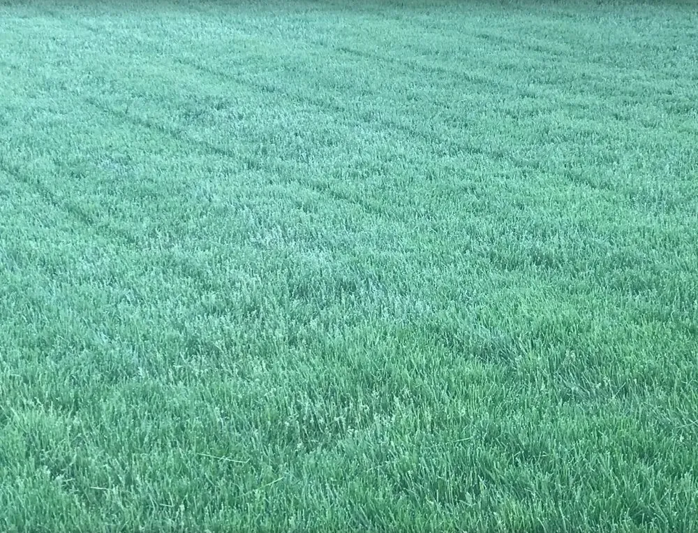 Reliable landscaping services experts serving Burtonsville, MD - Diaz landscaping