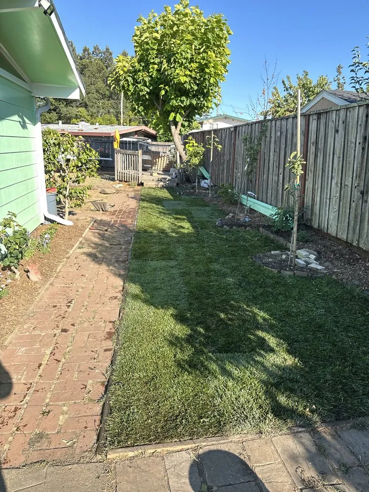 Affordable yard cleanup service in Larkspur, CA by Diaz Landscaping