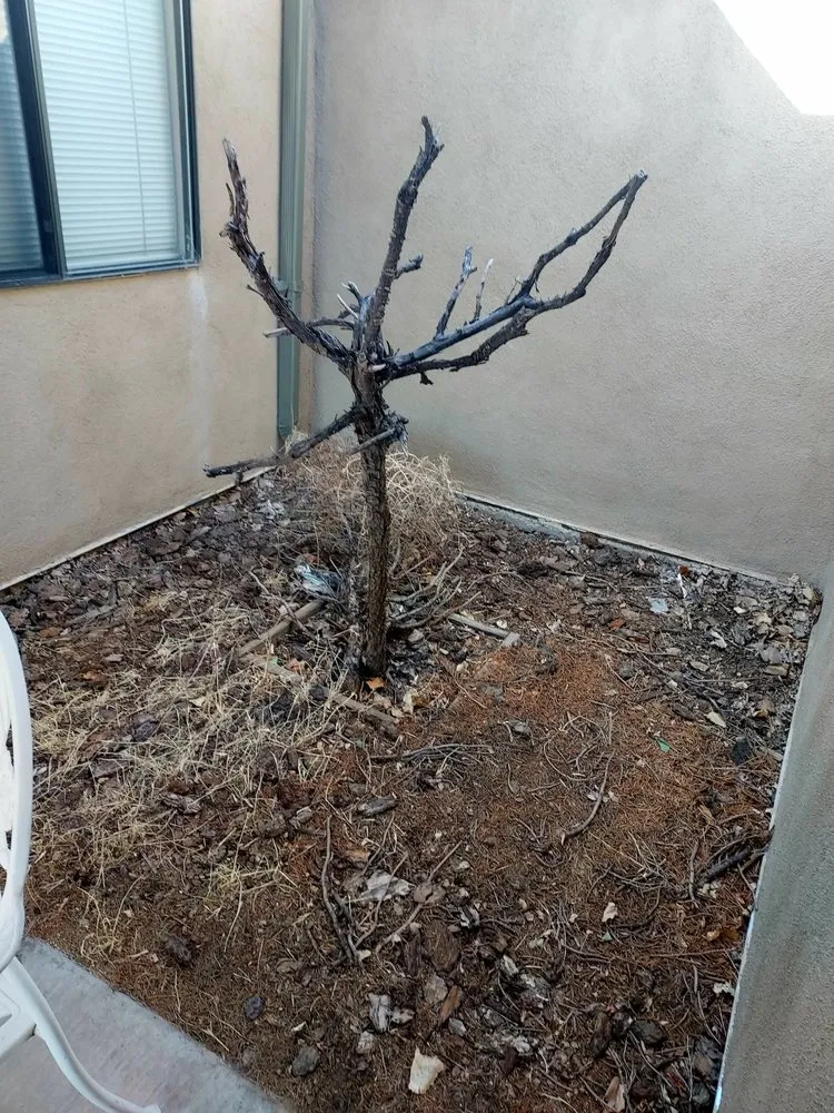 Local landscaping services for year-round maintenance across Bernalillo, NM - Diaz Landscaping Management