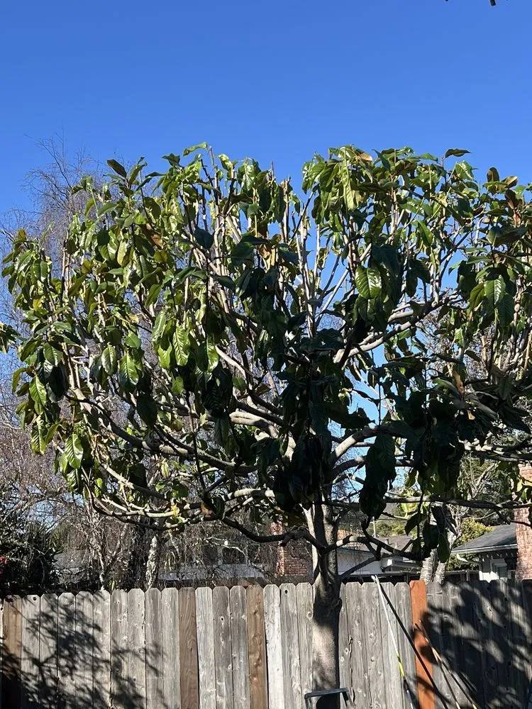 Affordable outdoor landscaping for residential properties in Seaside, CA by Diaz Landscaping