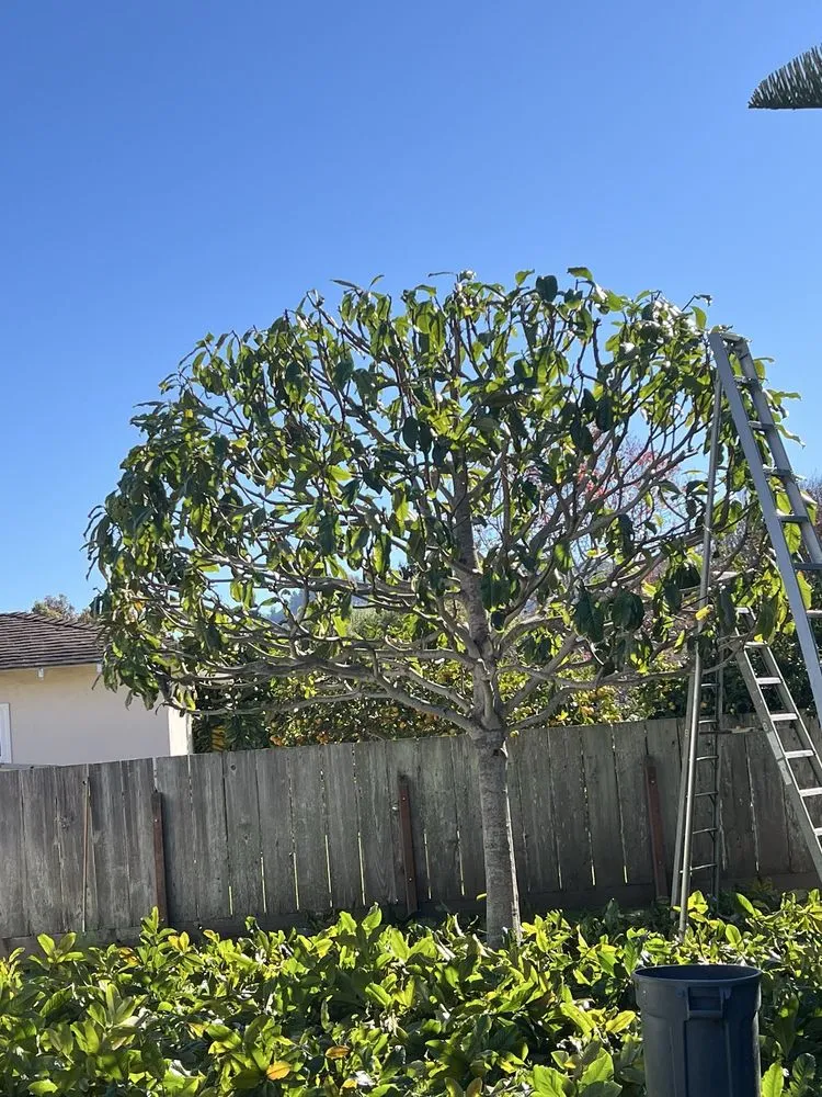 Reliable garden landscaping for year-round maintenance across Seaside, CA - Diaz Landscaping