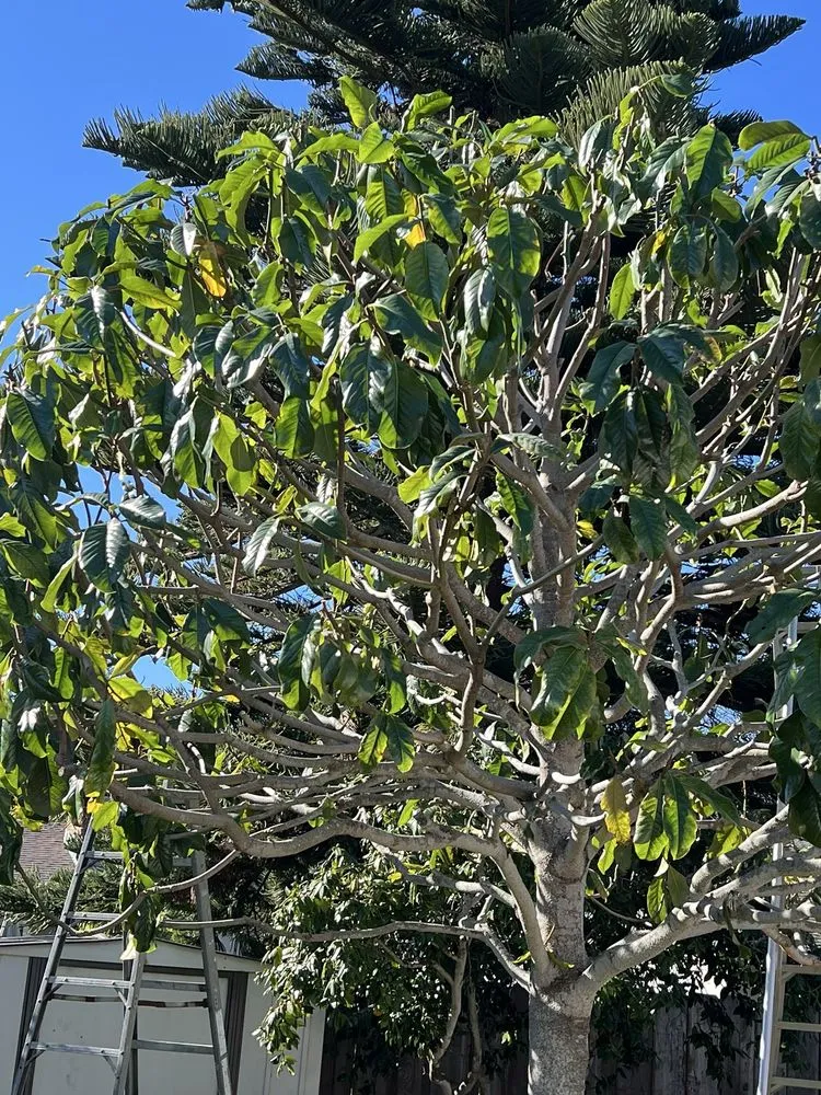 Affordable landscape installation in Seaside, CA by Diaz Landscaping