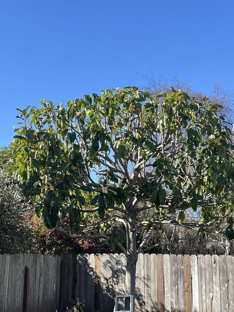 Professional landscape installation near you in Seaside, CA by Diaz Landscaping