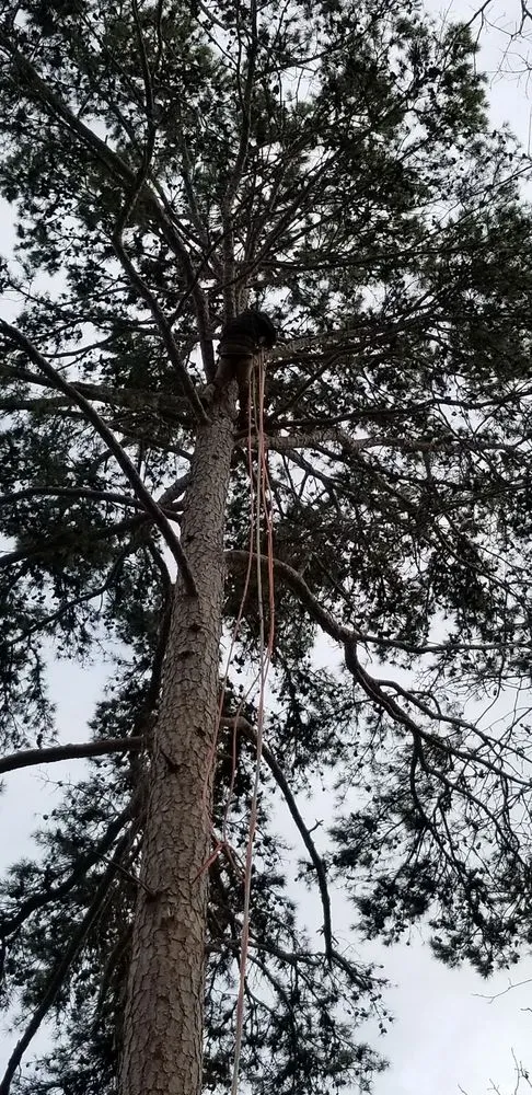 Top-rated lawn care service in Chattanooga, TN - Diaz Lawn Care And Landscaping