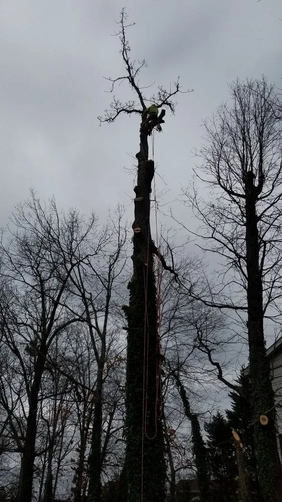 Expert lawn care service for year-round maintenance in Chattanooga, TN by Diaz Lawn Care And Landscaping