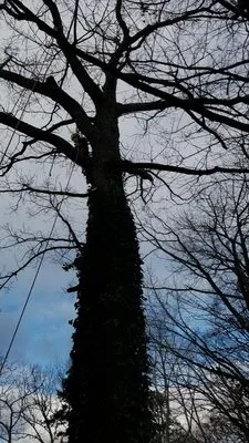 Diaz Lawn Care And Landscaping