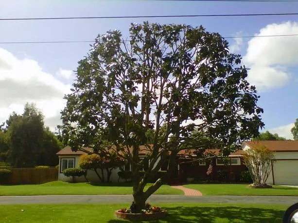 Professional landscaping services for beautiful yards across San Marcos, CA - Diaz Tree & Landscape