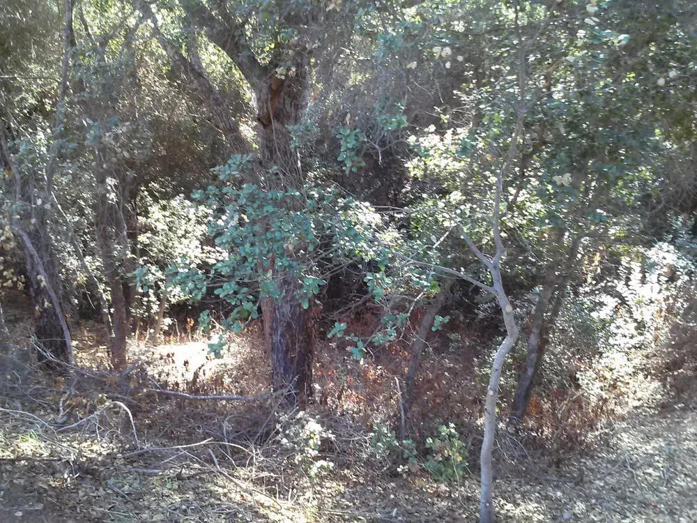 Reliable outdoor landscaping for year-round maintenance across San Marcos, CA - Diaz Tree & Landscape