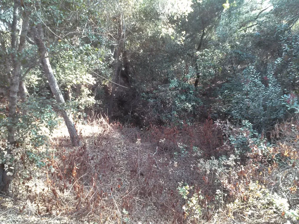 Local residential landscaping for homes across San Marcos, CA - Diaz Tree & Landscape