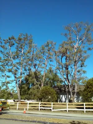 Diaz Tree & Landscape Logo