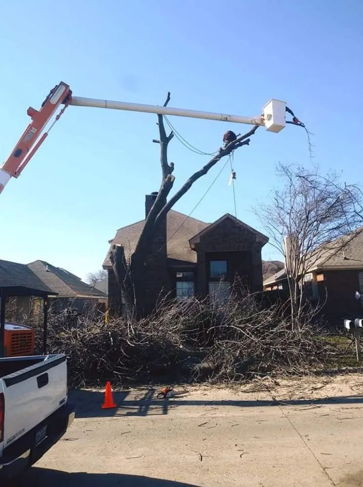 Local residential landscaping in Garland, TX by Diaz Tree & Lawn Service