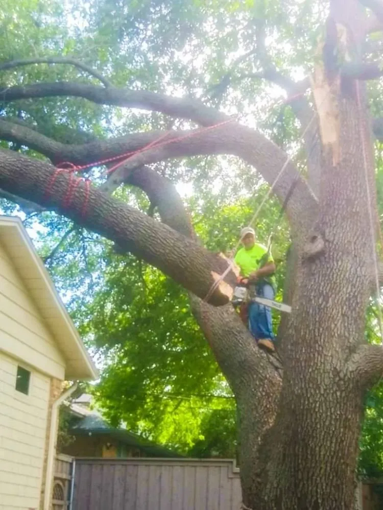 Top-rated outdoor landscaping for residential properties across Garland, TX - Diaz Tree & Lawn Service