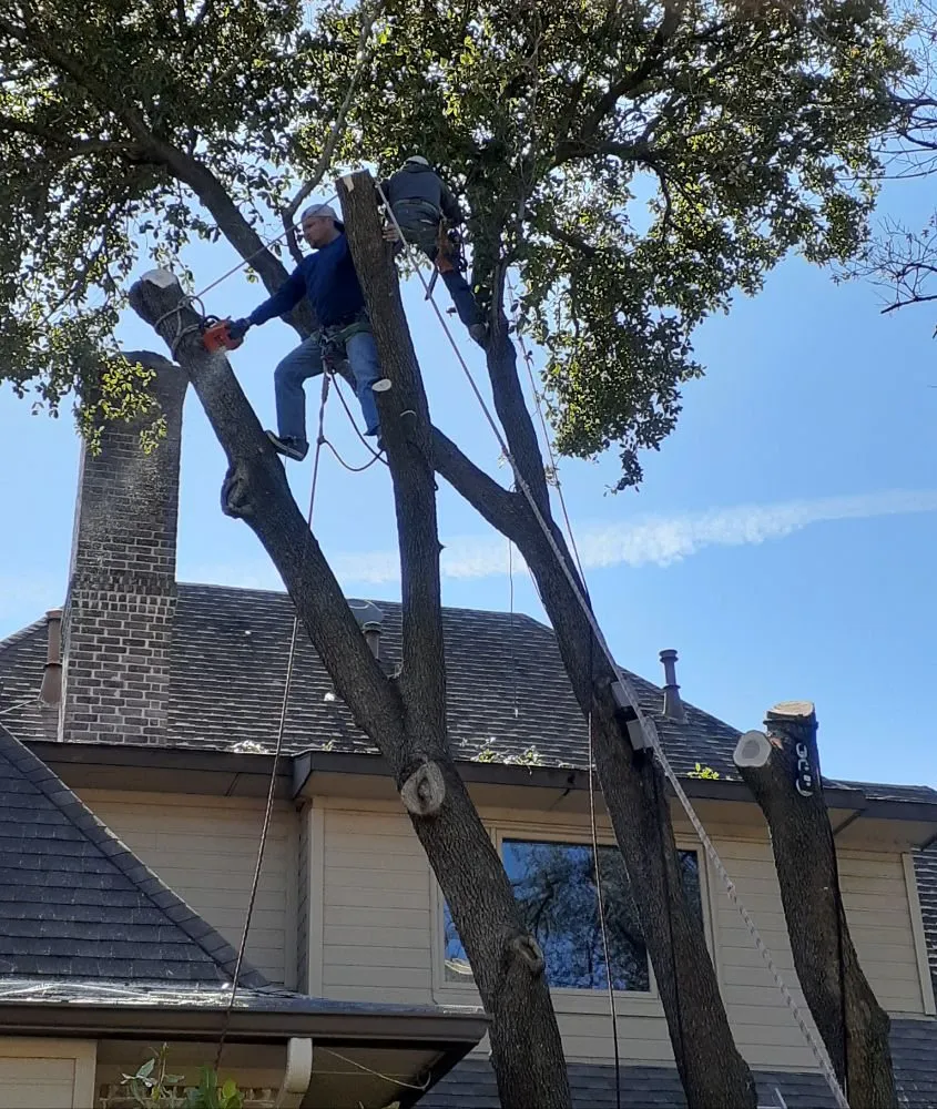 Professional landscape design for homes across Garland, TX - Diaz Tree & Lawn Service