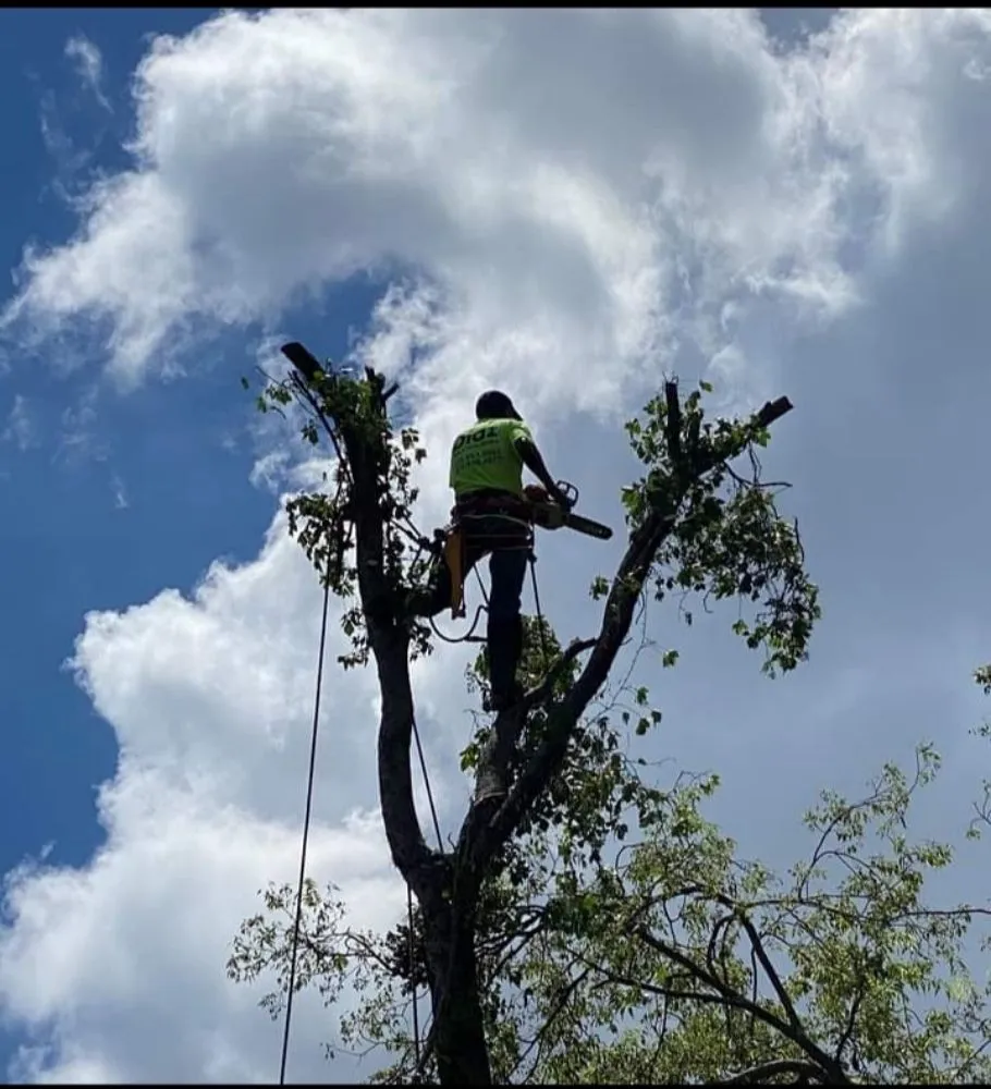 Top-rated lawn mowing service in Garland, TX - Diaz Tree & Lawn Service