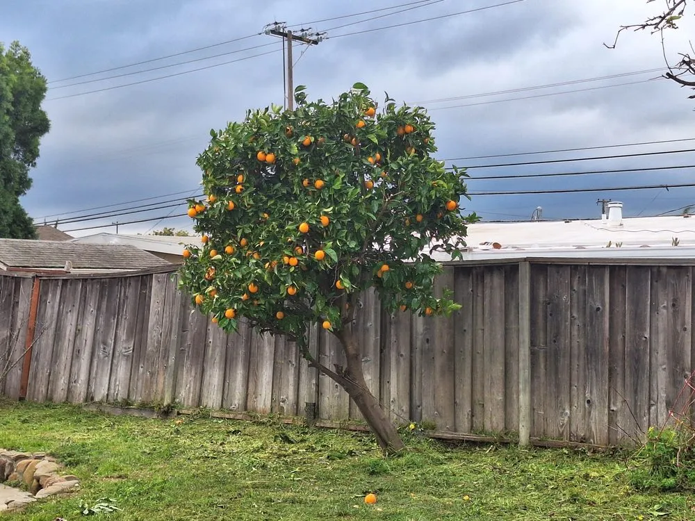 Reliable lawn mowing service for outdoor upgrades across Redwood City, CA - Diaz Tree And Garden Service