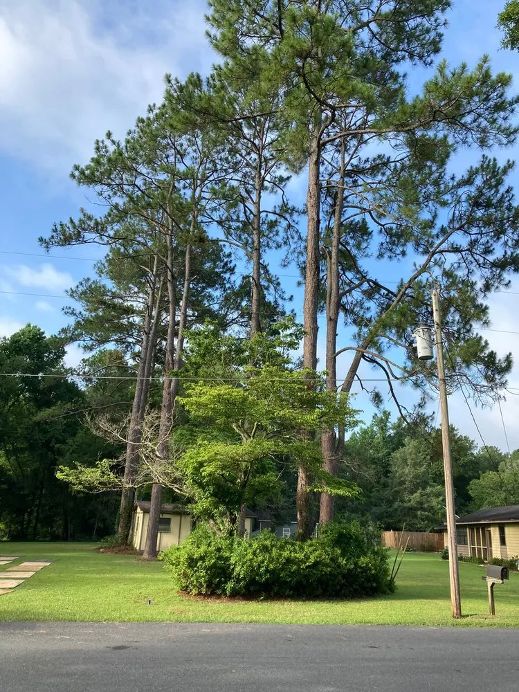 Affordable landscape installation for beautiful yards in Havana, FL by Diaz Tree Services