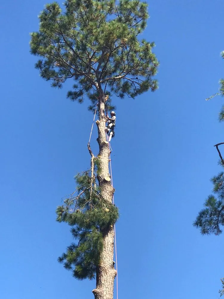 Local landscaping services experts serving Havana, FL - Diaz Tree Services