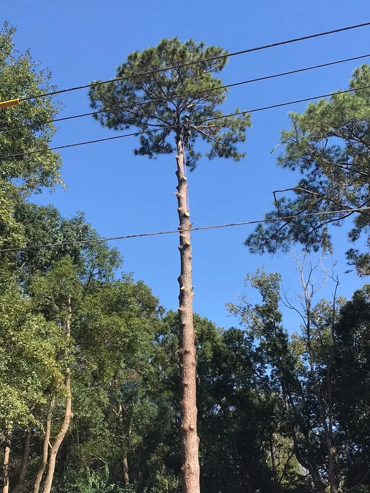 Reliable landscape design experts serving Havana, FL - Diaz Tree Services