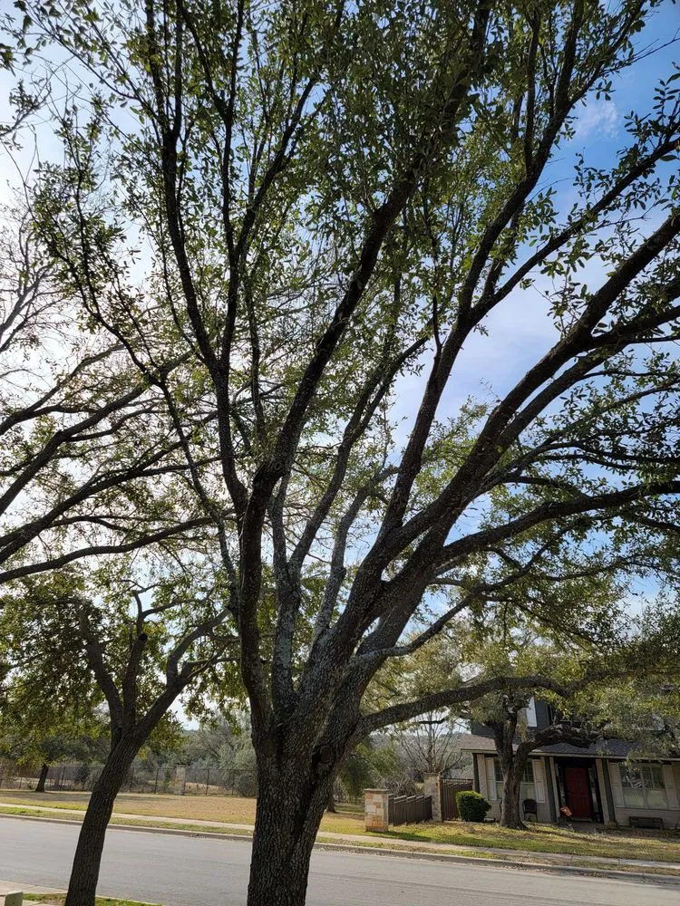 Professional landscape installation for year-round maintenance across Kyle, TX - Diaz Trimming Services
