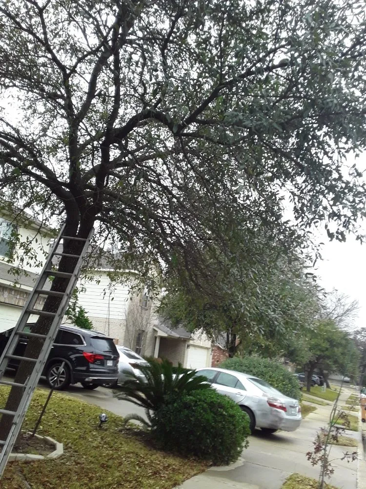 Trusted residential landscaping experts serving Kyle, TX - Diaz Trimming Services